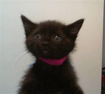 A1265370 -  Domestic Short Hair Cat Available for Adoption in Charlotte, North Carolina - A1265370 | PetCurious