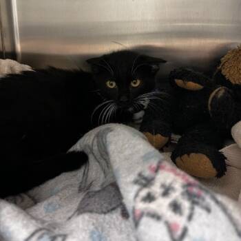 Rescue Domestic Short Hair Cats for Adoption in Chattanooga, Tennessee - Black Beard | PetCurious