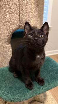Adam Ant -  Domestic Short Hair Cat Available for Adoption in Cumming, Georgia - Adam Ant | PetCurious