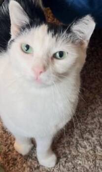 Lilo -  American Shorthair Cat for Adoption - Lilo | PetCurious