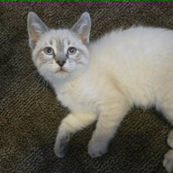 Super Lightning -  Domestic Short Hair and Siamese Cat for Adoption in Lyle, Minnesota - Super Lightning | PetCurious