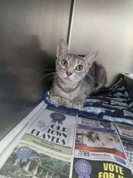 Costal -  Domestic Short Hair Cat for Adoption in Sullivan, Indiana - Costal | PetCurious