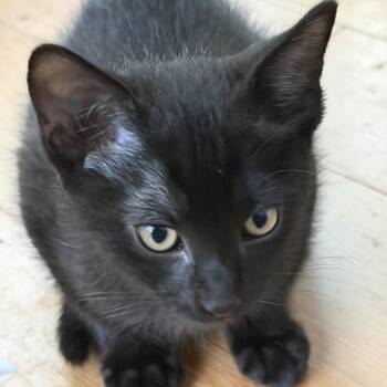 Domestic Short Hair Cats Available for Adoption in Houston, Texas - Scruffhorn | PetCurious