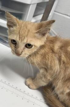 Theodore -  Domestic Short Hair Cat for Adoption in West Chester, Pennsylvania - Theodore | PetCurious