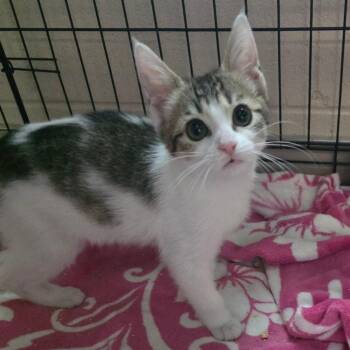 Vixen Kit -  Domestic Short Hair Cat for Adoption in Chatham, Virginia - Vixen Kit | PetCurious