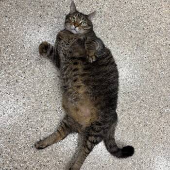 Sumo -  Domestic Short Hair Cat for Adoption in Detroit Lakes, Minnesota - Sumo | PetCurious