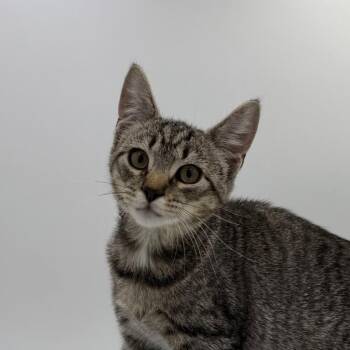 Rougarou -  Domestic Short Hair Cat for Adoption in State College, Pennsylvania - Rougarou | PetCurious