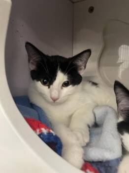 Boule -  Domestic Short Hair Cat for Adoption in Alafaya, Florida - Boule | PetCurious