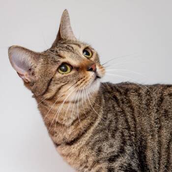 Giselle -  Domestic Short Hair Cat for Adoption in Hattiesburg, Mississippi - Giselle | PetCurious