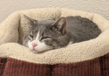 Rescue Domestic Short Hair Cats for Adoption in Ogden, Utah - Mr. Greybee | PetCurious