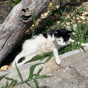Key -  American Shorthair Cat for Adoption in Chattanooga, Tennessee - Key | PetCurious