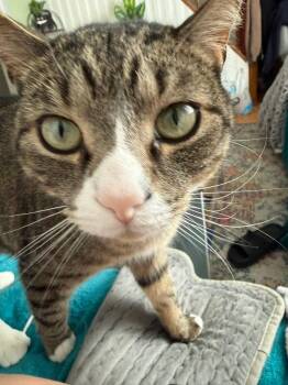 Domestic Short Hair Cats Available for Adoption in Enfield, Connecticut - Squirt | PetCurious