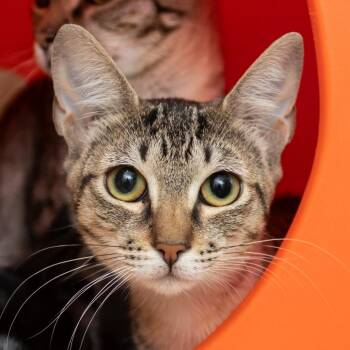 Mokey -  Domestic Short Hair Cat for Adoption in Middletown, Rhode Island - Mokey | PetCurious