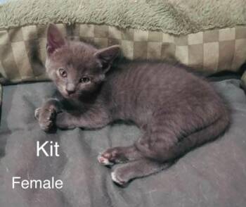 Kit -  Domestic Short Hair Cat for Adoption in Spruce Pine, North Carolina - Kit | PetCurious
