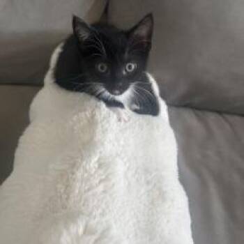Domestic Short Hair Cats Available for Adoption in West Palm Beach, Florida - Winston | PetCurious