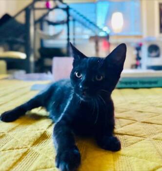 Kittie -  Domestic Short Hair Cat for Adoption in New Orleans, Louisiana - Kittie | PetCurious