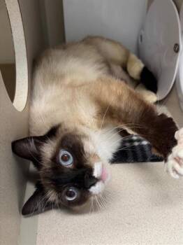 Lelo -  Domestic Short Hair Cat for Adoption in Bellevue, Washington - Lelo | PetCurious