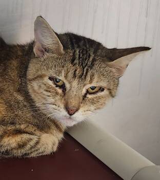 Rescue Domestic Short Hair Cats for Adoption in Cincinnati, Ohio - Duma Key | PetCurious