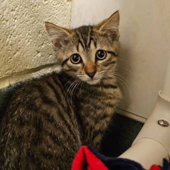 Alis -  Domestic Short Hair Cat Available for Adoption - Alis | PetCurious