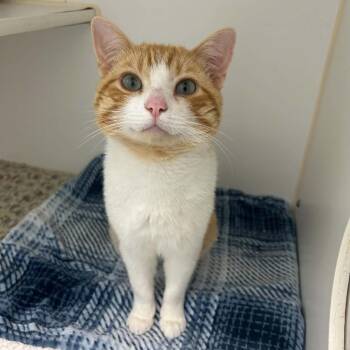 Toby -  Domestic Short Hair Cat for Adoption in Clavet, Saskatchewan - Toby | PetCurious