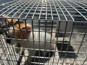 A658505 -  Domestic Short Hair Cat for Adoption in Houston, Texas - A658505 | PetCurious