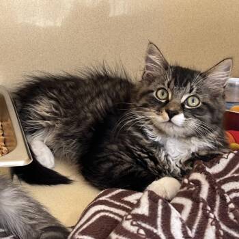 Sunfyre -  Domestic Long Hair and Tabby Cat for Adoption in Clarksville, Virginia - Sunfyre | PetCurious