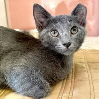 CARRIE -  Domestic Short Hair Cat for Adoption in Fernandina Beach, Florida - CARRIE | PetCurious
