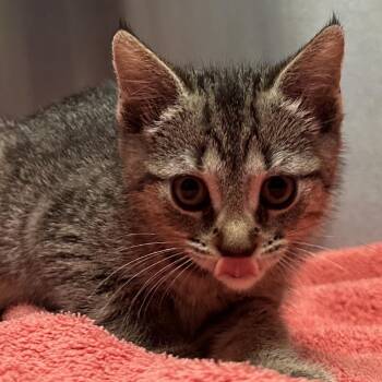 Jail Cell -  Domestic Short Hair Cat for Adoption in Providence, Rhode Island - Jail Cell | PetCurious