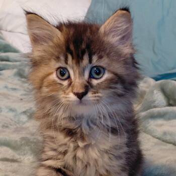 Miss Kitty -  Domestic Medium Hair Cat Available for Adoption in Springfield, Illinois - Miss Kitty | PetCurious
