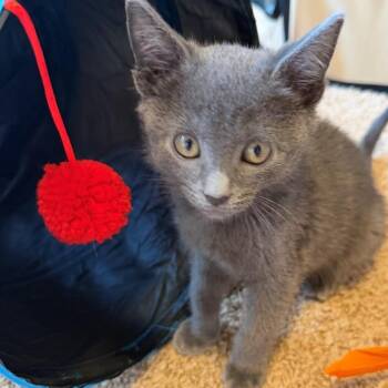 Johnny Cash Rice -  Domestic Short Hair Cat for Adoption in Morrison, Colorado - Johnny Cash Rice | PetCurious