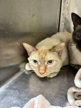 Munster -  Siamese Cat for Adoption in Marietta, Georgia - Munster | PetCurious