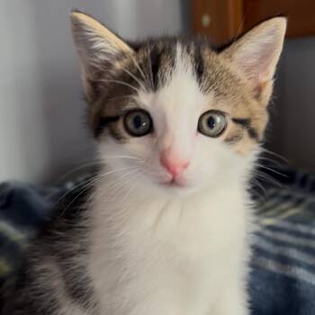 Domestic Short Hair Cats Available for Adoption in La Grange, Kentucky - Malachite | PetCurious