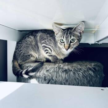 Domestic Short Hair Cats Available for Adoption - Banana Boat | PetCurious