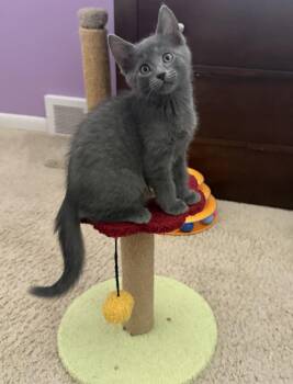 Cyclone -  Domestic Medium Hair Cat for Adoption in Garden City, Michigan - Cyclone | PetCurious