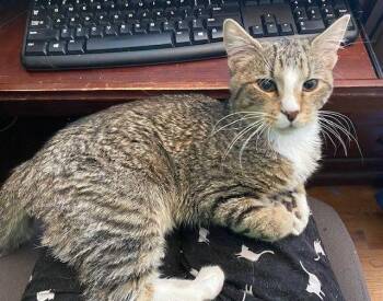 Domestic Short Hair Cats Available for Adoption - Billy Goat | PetCurious