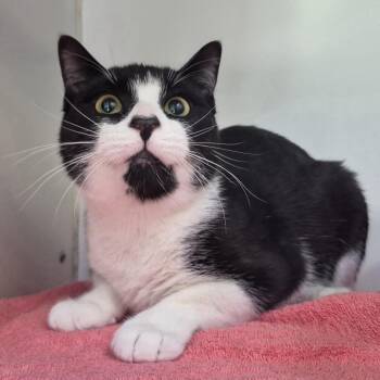 Domestic Short Hair Cats Available for Adoption - Felix | PetCurious