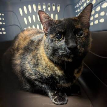 Domestic Short Hair Cats Available for Adoption in Charlottesville, Virginia - Mariah | PetCurious