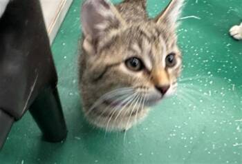 FIELD SUPERVISOR -  Domestic Short Hair Cat for Adoption in Peoria, Illinois - FIELD SUPERVISOR | PetCurious