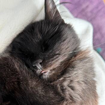 Beans -  Domestic Medium Hair Cat for Adoption in Chicago, Illinois - Beans | PetCurious