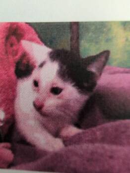 Miss Tick -  Domestic Short Hair Cat for Adoption in Parker, Colorado - Miss Tick | PetCurious