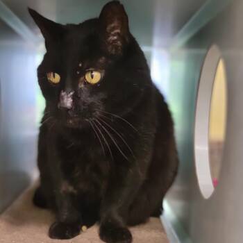 Joe -  Domestic Short Hair Cat for Adoption in Glenwood Springs, Colorado - Joe | PetCurious