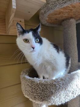Rescue Domestic Short Hair Cats for Adoption in Clarksville, Tennessee - Jabba | PetCurious