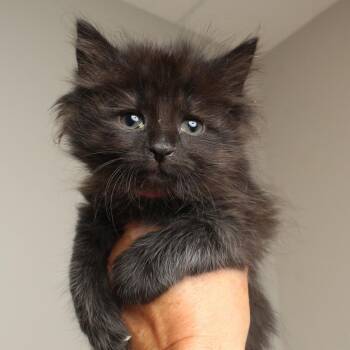 Marcy C69452 -  Domestic Medium Hair Cat for Adoption in Minnetonka, Minnesota - Marcy C69452 | PetCurious