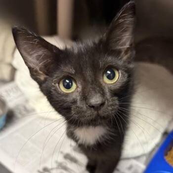 Carter -  Domestic Short Hair Cat for Adoption in North Myrtle Beach, South Carolina - Carter | PetCurious