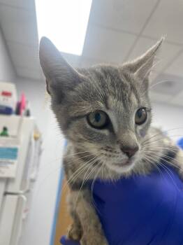 Rescue Domestic Short Hair Cats for Adoption in Hartsville, South Carolina - Wilma | PetCurious