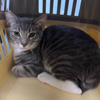 Domestic Short Hair Cats Available for Adoption - Bob | PetCurious