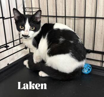 Laken -  Domestic Short Hair Cat for Adoption in Alafaya, Florida - Laken | PetCurious
