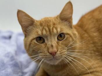 Domestic Short Hair Cats Available for Adoption in Portland, Oregon - Sam | PetCurious