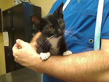 SIDE QUEST -  Domestic Short Hair Cat for Adoption in Cookeville, Tennessee - SIDE QUEST | PetCurious