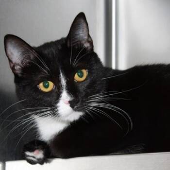 Milano -  Domestic Short Hair Cat for Adoption in Richmond, Virginia - Milano | PetCurious